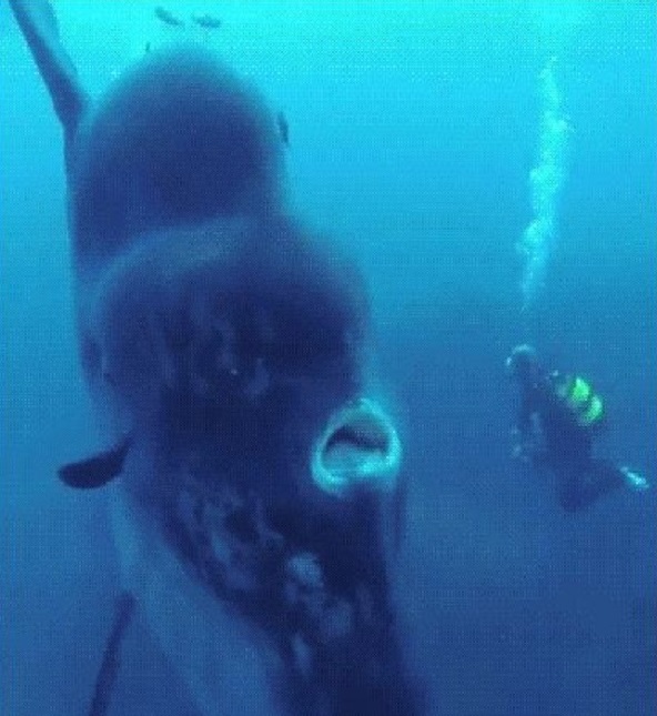 深海恐怖症　画像5
